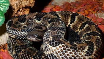 Crotalus horridus – timber rattlesnake