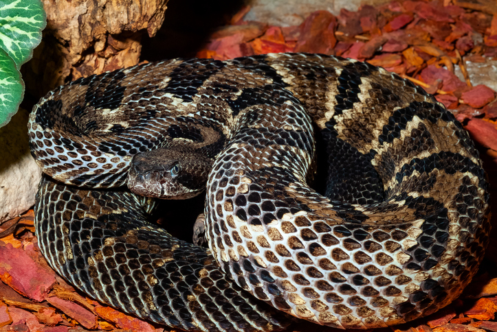 Crotalus horridus – timber rattlesnake